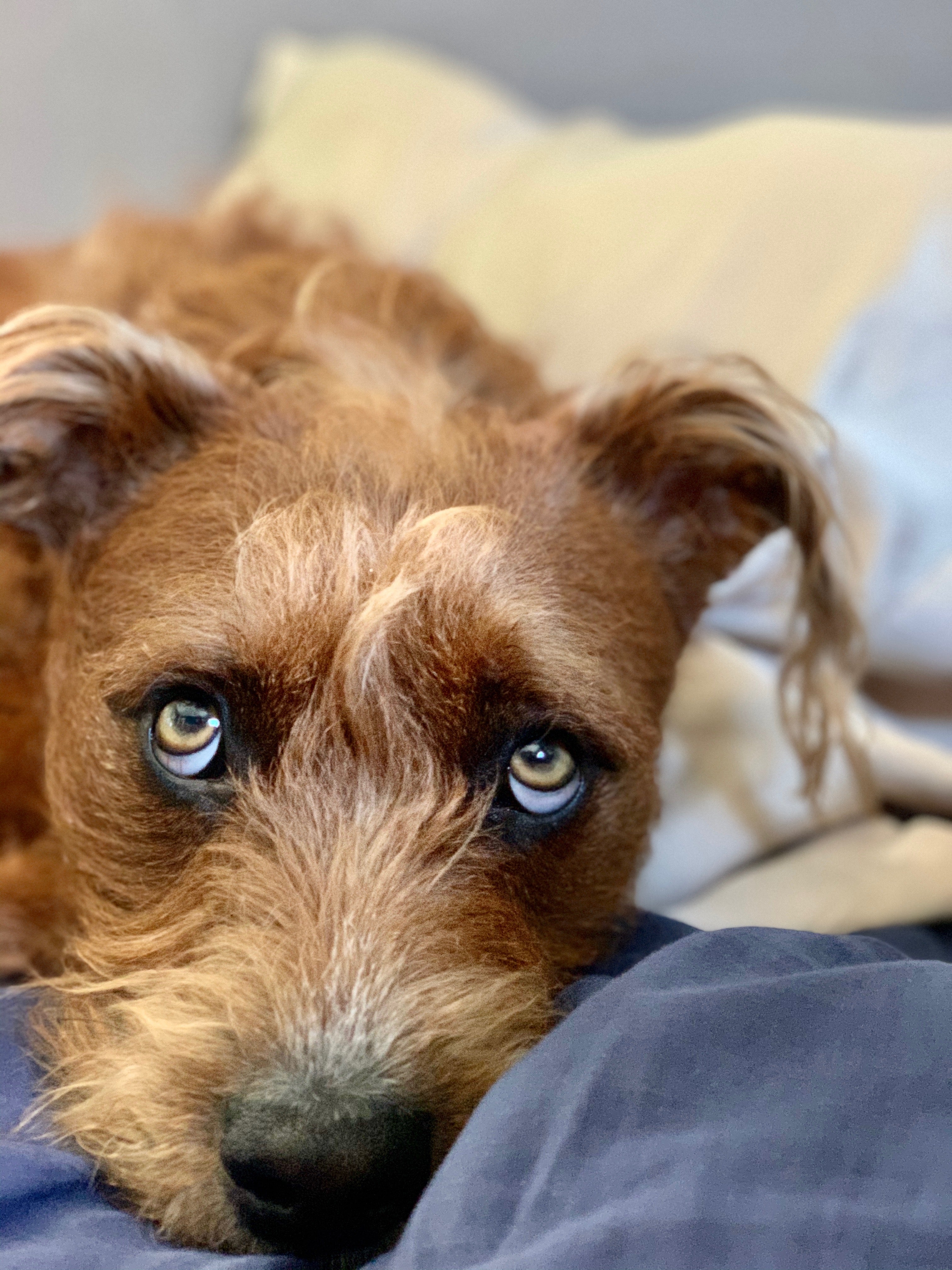 Dogs and their Savvy Sleepers Featuring Rufus the Rescue Pup