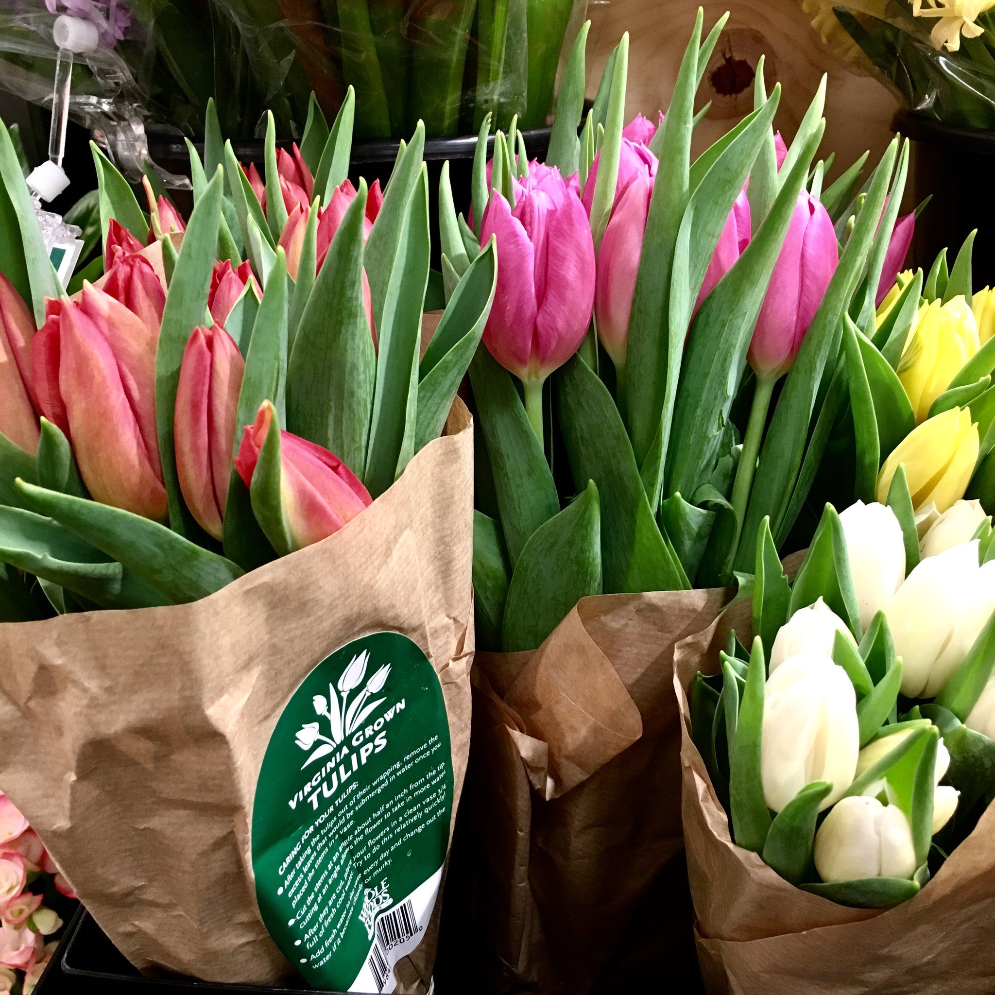 Where to See Spring Tulips Before the Season is O-V-E-R!